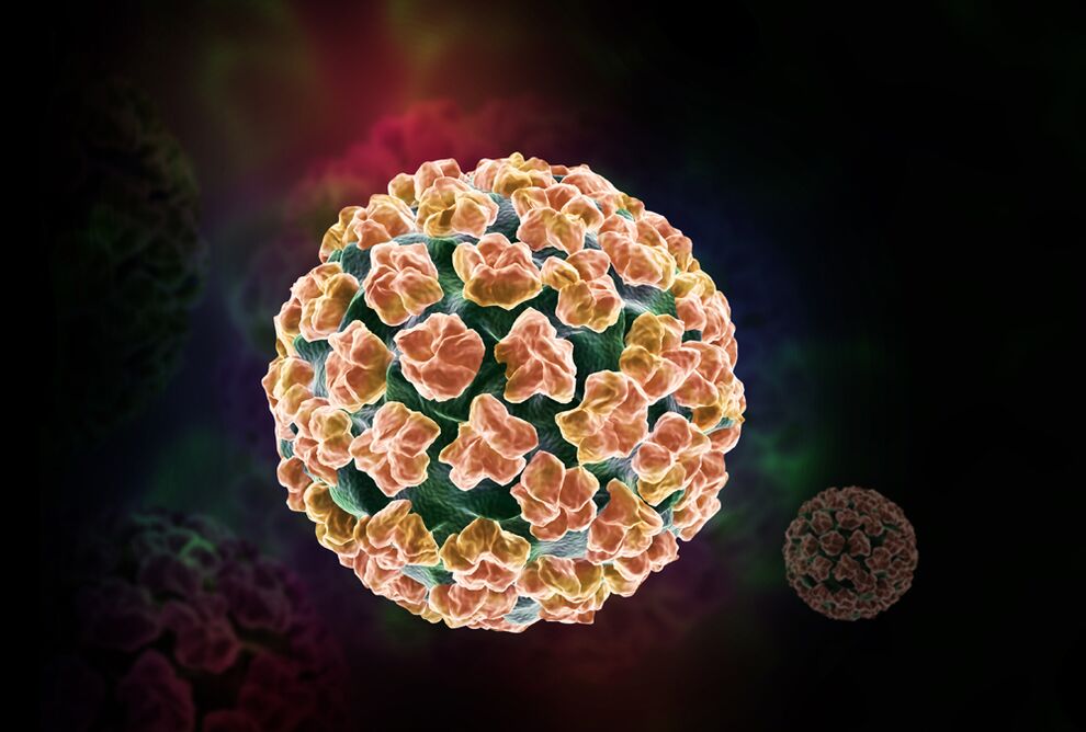 humant papillomavirus i kroppen