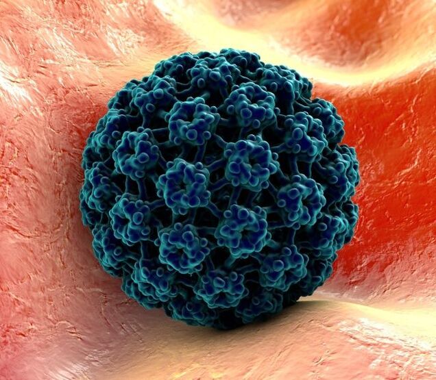 3D-modell av HPV som forårsaker vorter på hendene